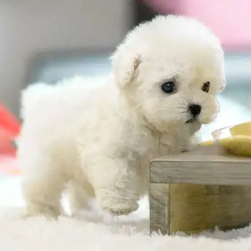 Mon Chiot Robot Réaliste - Image 5