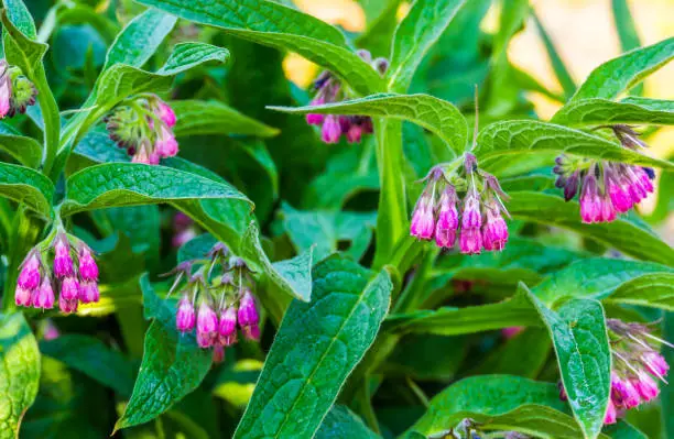 Traditional Secret Formula Organic Herbal Patch - Image 10