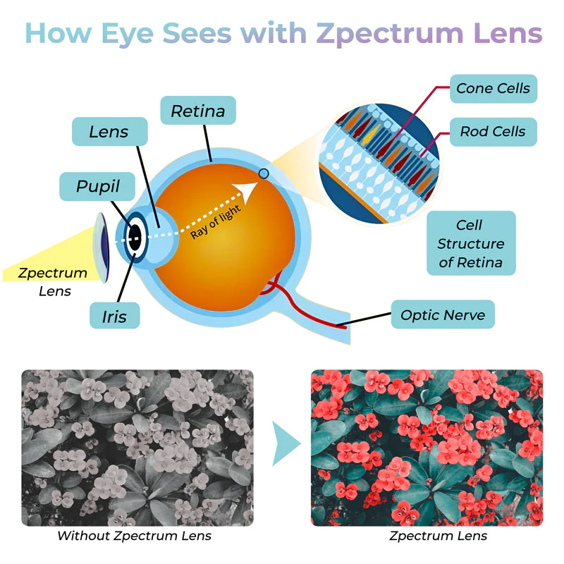 Zpectrum Colorblind Glasses - Image 5