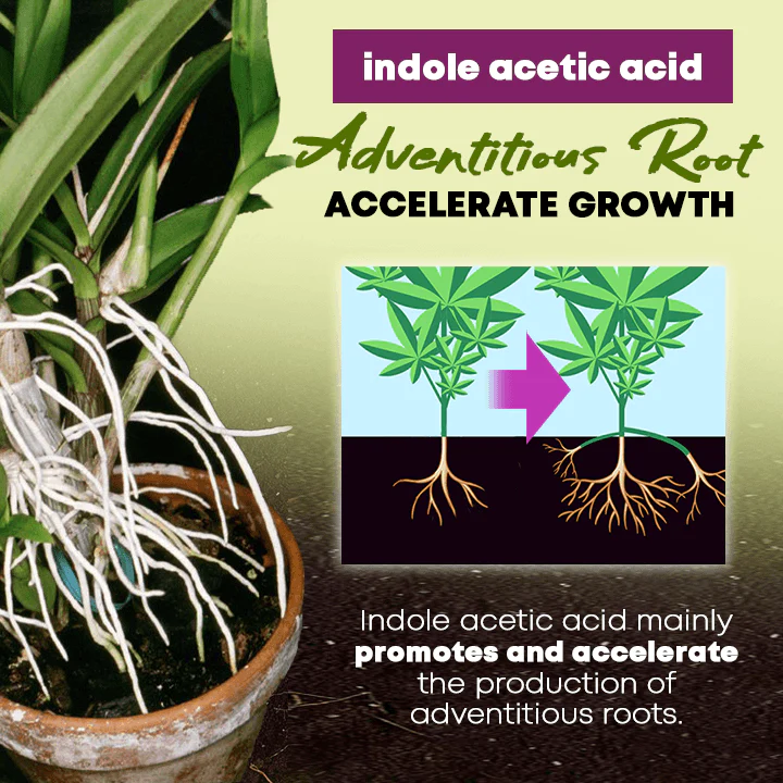 Rapid Rooting Powder - Image 4