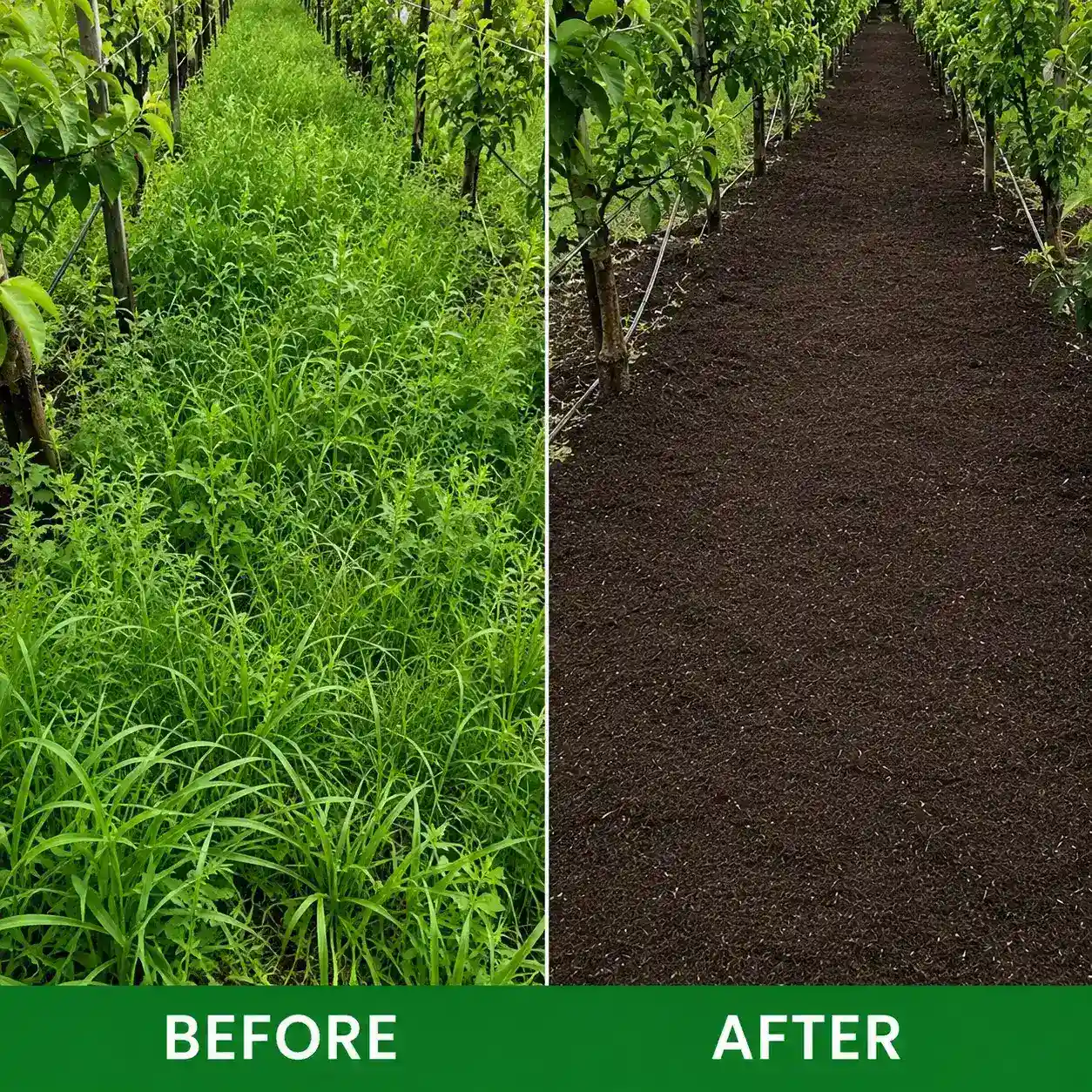 8 in 1 Cyclosinone Anti-Weed Granules - Image 5